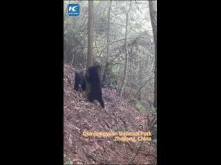 Милые черные медвежата играют в национальном парке Цяньцзянъюань в провинции Чжэцзян на востоке Китая.