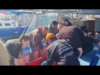 🇷🇺 Дельфина, которого спасли в Евпатории, вылечили и сегодня выпустили в море, сообщила руководитель Росприроднадзора