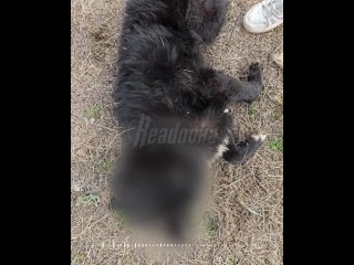 Под Екатеринбургом зоозащитники обнаружили могильник с мертвыми собаками