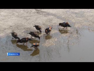 Утки-мандаринки вернулись с зимовки во Владивосток