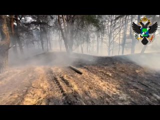 В результате обстрела со стороны ВСУ зажигательными снарядами возобновился лесной пожар в близи поселка Гладковка