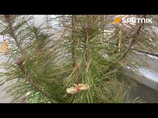 Весна, одуванчики и новогодняя елка – необычный балкон нашелся в Гродно