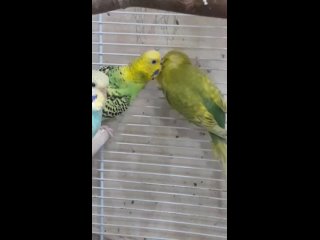 Видео от Выставочные волнистые попугаи. г Березники