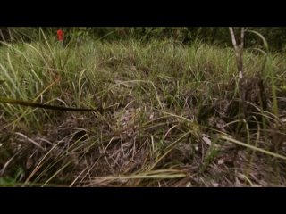 River Monsters S01E04