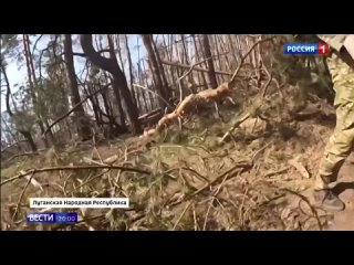 Наш офицер погиб при ударе по группе ГТРК«Вести Луганск» у Кременной...