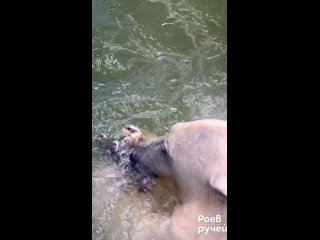 медведица Урсула на завтрак поймала себе вкусную рыбку