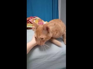 Видео от SOS Солнечное!!! Помощь Брошенным кошкам!!!