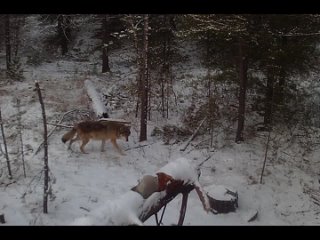 В заказнике Пякольский камера видеонаблюдения засняла ежедневные ритуалы волчицы. На одной из фотоловушек видно, как дикий зве