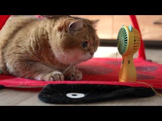 Вентилятор для кота