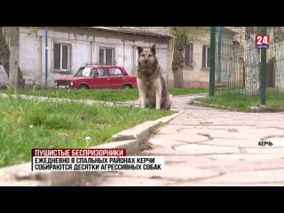 В Керчи на отлов бездомных животных выделили 3 миллиона рублей
