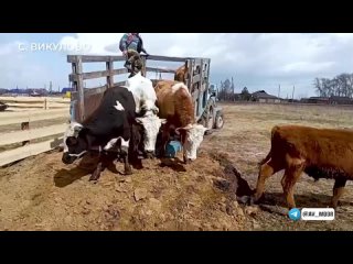 Большой воды в Викуловском районе еще нет, но эвакуация из зоны возможного подтопления активно ведется