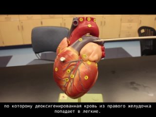Система кровообращения | Анатомия сердца | Модель сердца