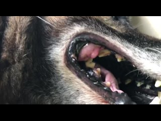 Видео от Bigdog_ekb Помощь собакам, попавшим в беду