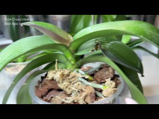 Почему у орхидеи мельчат лист? Новый лист орхидеи растет меньше предыдущего