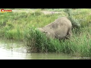 Слониха Дженни - любительница поесть и поплавать. Можно одновременно 😁 Тайган. Lions life in Taigan