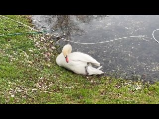 Лебедь из Карякинского сада в Рыбинске по прежнему страдает