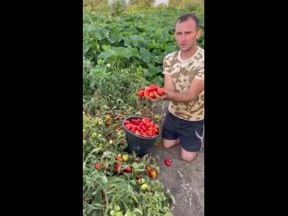 Небольшие советы для хорошего урожая томатов