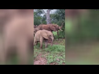 Слоны тоже умеют развлекаться  милые животные