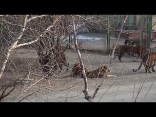 Амурский тигр зашел в гости к бенгальским родственникам