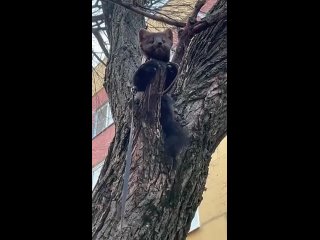 В Янино разыскивают сбежавшего из квартиры соболя по кличке Лирой