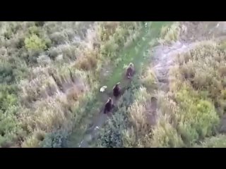 На Камчатке с помощью дронов искали пропавшего хаски, а обнаружили его тусующим  в компании медведей