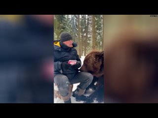Найден медведь, который не любит красную смородину  милые животные