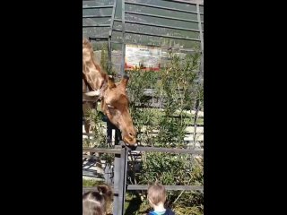 Детвора в восторге от общения с жирафом в Ялтинском зоопарке СКАЗКА!