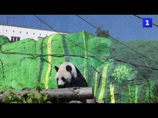 Уличныи вольер открыли Пандам из Московского зоопарка