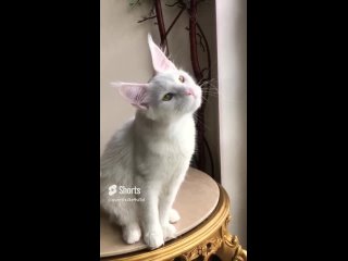 Video by Murmurcat - питомник кошек мейн кун и бомбей