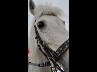 Video by Конный клуб Ласточка- Хибинские лошади.