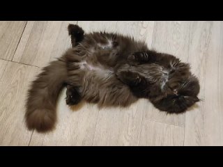 Видео от Шотландские коты, кошки и котята