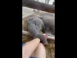 Слоненок не хочет спать один и засыпает держа за руку человека, который о нем заботится1