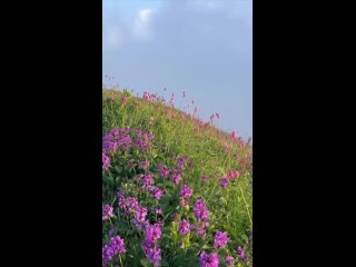 🏵 В горах Сочи зацвел рододендрон кавказский.  Этот красавец живёт в высокогорных районах и является вечнозелёным... (видео)