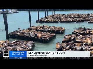 На пирсе 39 в Сан-Франциско в доках можно увидеть больше морских львов, чем за последние 15 лет.