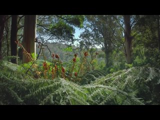 Secret World of Sound with David Attenborough S01E02