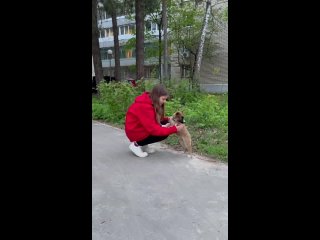 Видео от Приют для бездомных собак Хвостатый рай