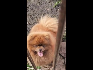 Видео от Питомник шпицев Москва Цветные щенки шпица Шпиц.