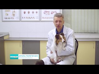 Можно ли давать своим кошкам и собакам фрукты или ягоды, объяснил ветеринарный врач Игорь Перепечин