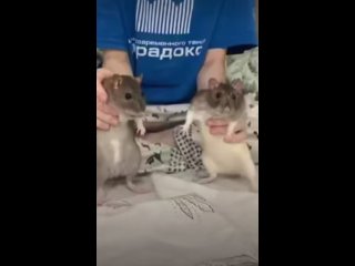 Видео от Хвостатые хозяева: группа по уходу за крысами