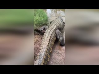 Огромный крокодил разжевывает голову кабана