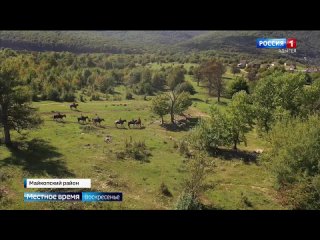 Бесхозяйно пасущееся стадо коров задержали в Майкопском районе. Стадо обнаружила рабочая группа по инвентаризации крупного рогат