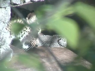 В Сочи трехлетняя самка леопарда Олимпия вновь стала мамой.