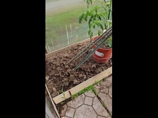 Высаживаем томаты в мешки для раннего урожая