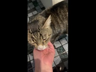 Video by КОШАЧИЙ МИР (помощь кошкам и котятам) - КОЛПИНО