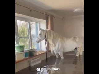 Лошадь спасли из затопленного дома в Оренбурге. Для этого пришлось использовать кран