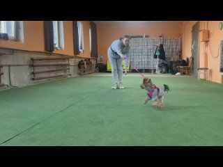 Видео от Пёс маминой подруги | Дрессировка собак г. Тверь