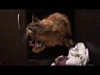 Video by Мейн-кун котята. Gigantes Terra, питомник WCF
