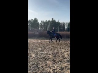 Видео от Верховая езда г.Рязань.  Алеканово