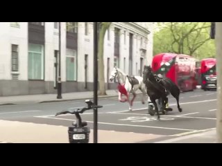 Полиция в Лондоне объявила о поимке сбежавших испуганных лошадей