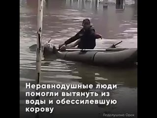 Неравнодушные россияне спасают из подтопленных районов Оренбуржья не только людей, но и животных. Волонтёры и сотрудники МЧС пом
